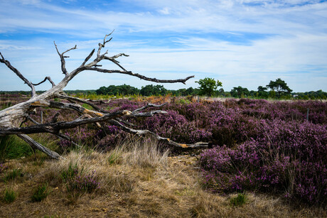 Kalmthoutse heide