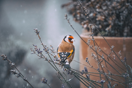 The first snow of the year