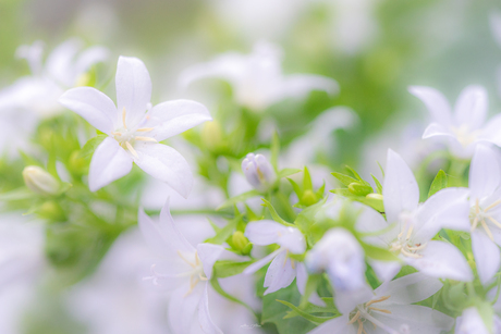 Klokjesbloem