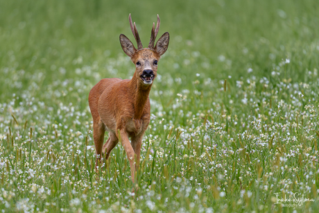 Reebokje tussen de boekweit