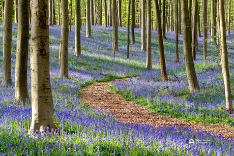 Hallerbos