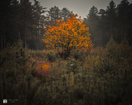 Yellow tree