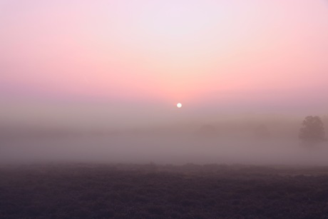 Mistige zonsopkomst bij Heide veld Amerongse Berg 