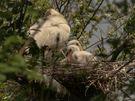Knus in het nest