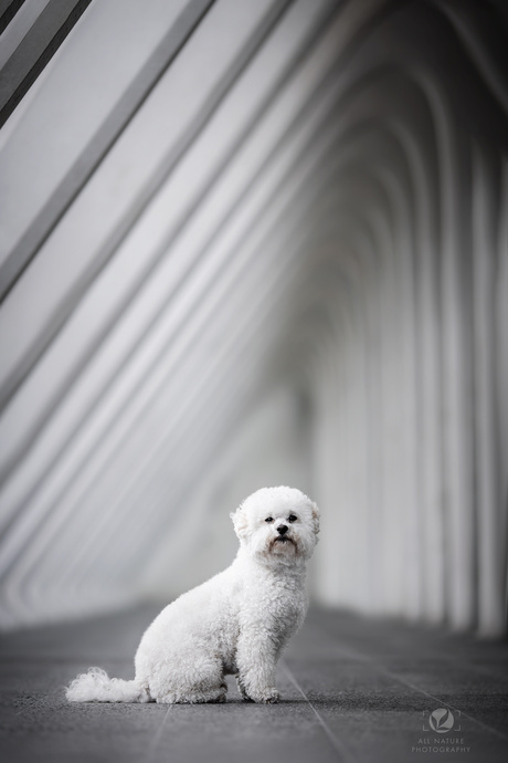 White Ball of Fluffy