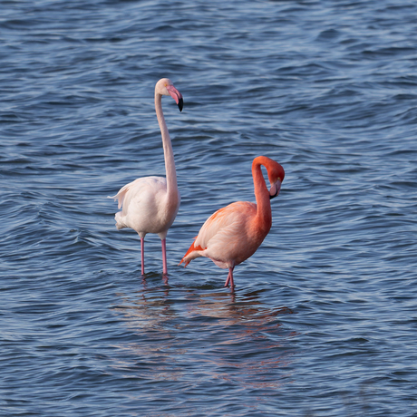 Flamingo's Grevelingenmeer 14-02-2026
