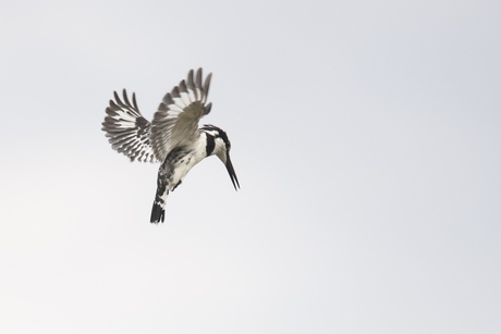 Bonte ijsvogel