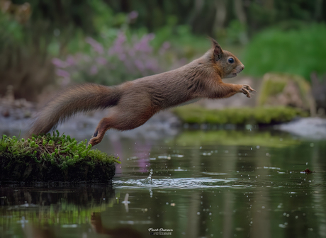 De Sprong van de Eekhoorn.