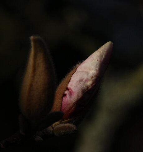 Magnolia