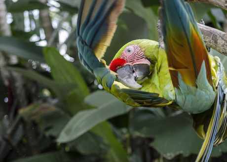 Crazy Parrot