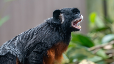 Roodbuiktamarin 