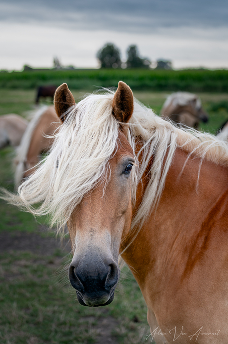 wind in de haren