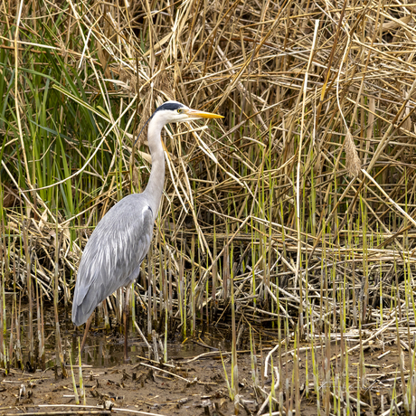 Haagse reiger (règâh)