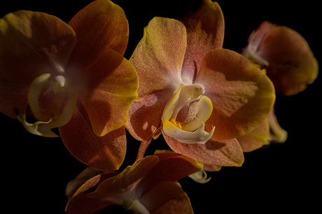 Orchidee