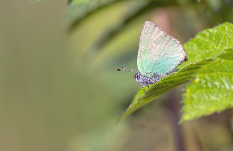 Groen