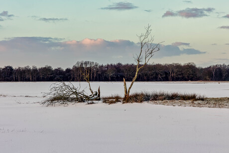 Winter op het Kloosterveld