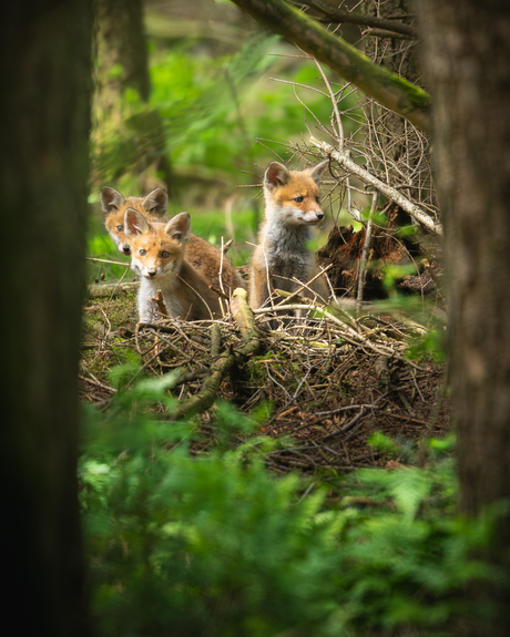 De drie vosjes