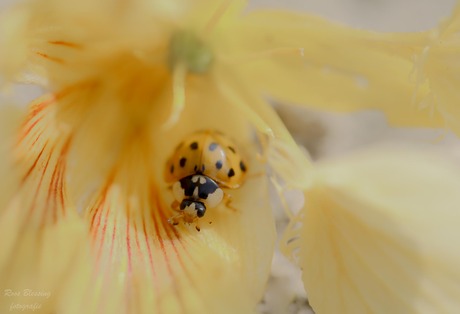 Yellow day today