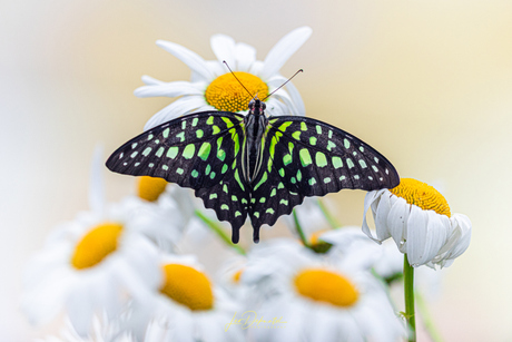 Groene Elegantie