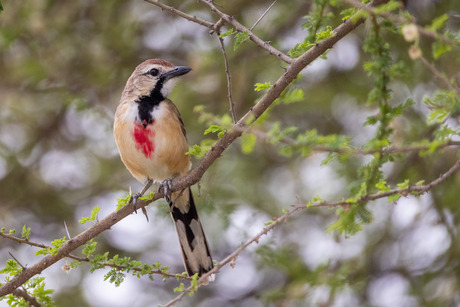 Roodbuikklauwier (v) 