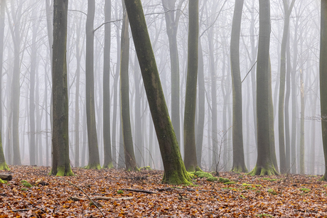 mist in het Speulderbos