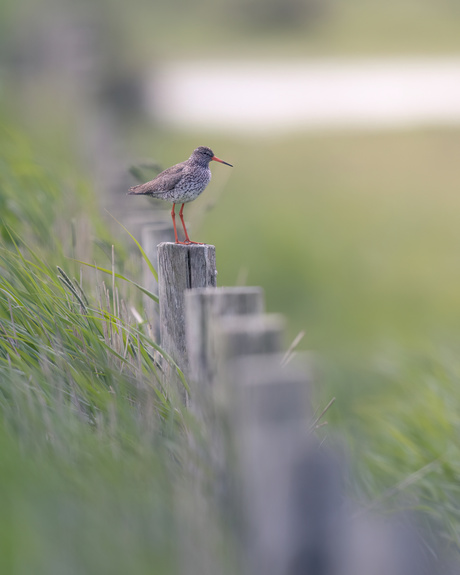 Tureluur in de Weihoek