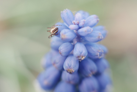Blauwe druif met een spinnetje