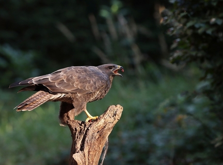 Buizerd