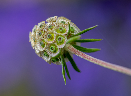 macro bloem