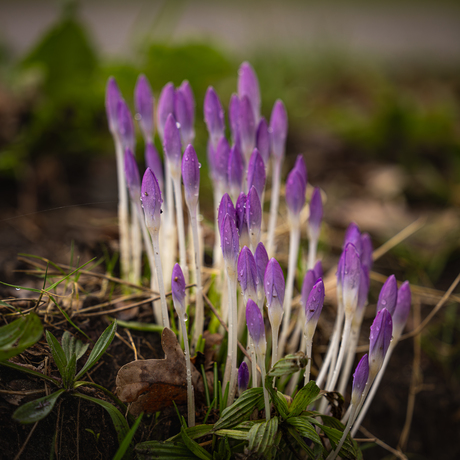 De lente is onderweg...