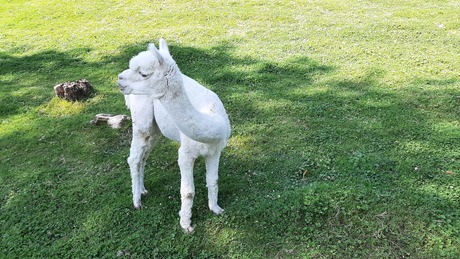 ALPACCA