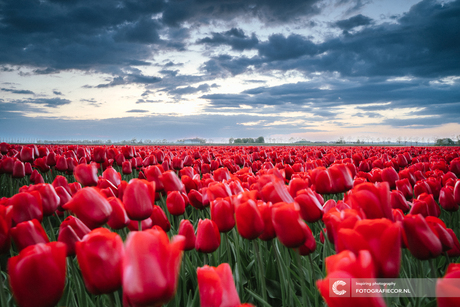 Roode tulpenveld met donkere grijze wolken boven de polder