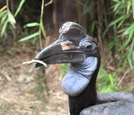 Vreemde vogel