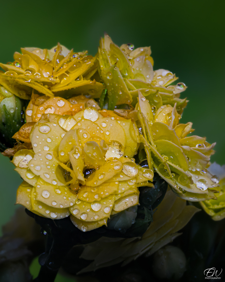 Druppels die blijven hangen alsof de tijd even pauze neemt.