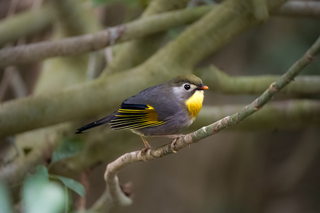 Geel vogeltje