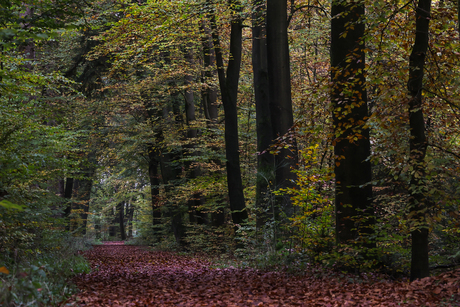 beuken in kleur