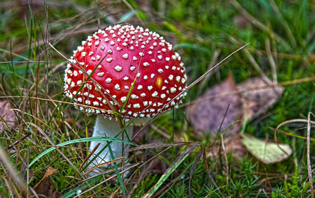 Vliegenzwam (Amanita muscaria) 