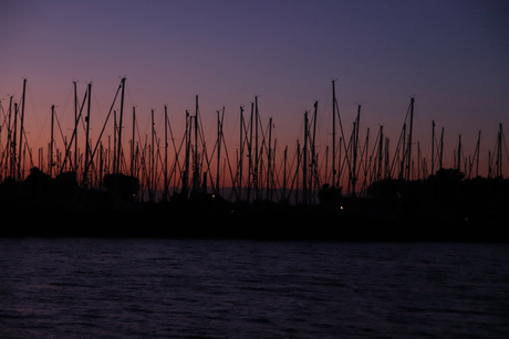 Mastenwoud met avondlicht