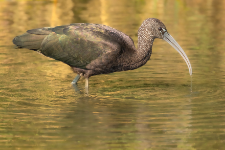 Zwarte Ibis