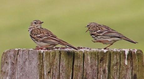 Hé jij daar, opzouten, dit is mijn paal