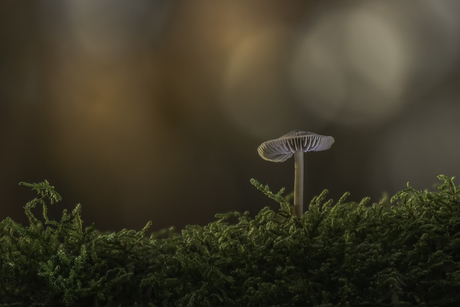 Eenzame Mycena