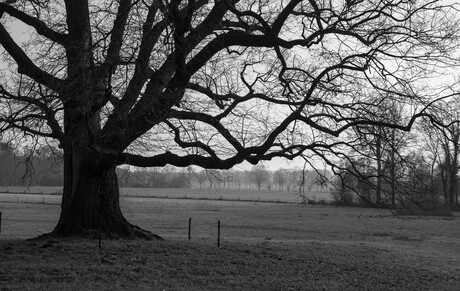 Oudste boom van Winterswijk