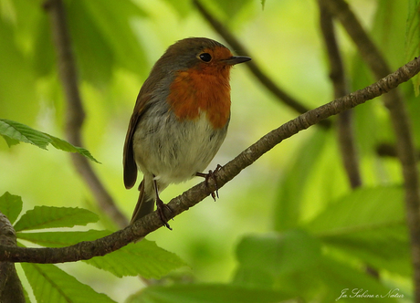 de roodborst