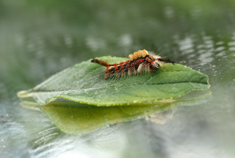  rups word Witvlakvlinder 