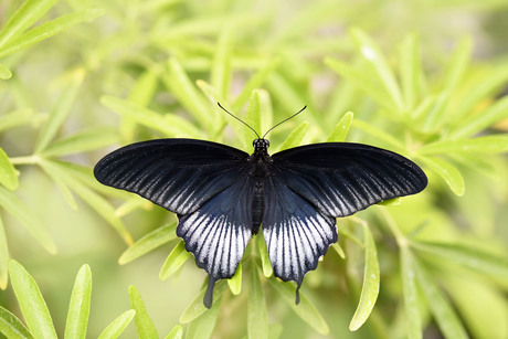 Papilio lowi