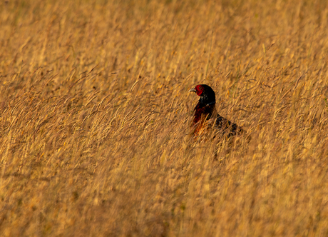 A touch of red and gold