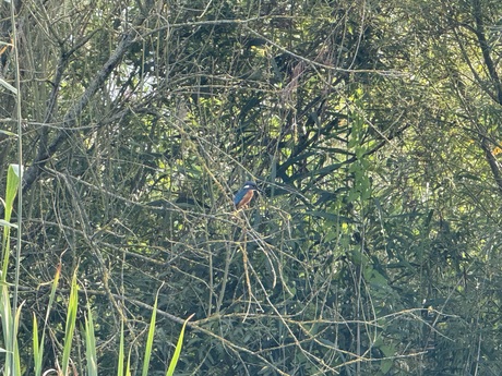 IJsvogel wat een mooi beestje om vast te leggen 🙏🏼