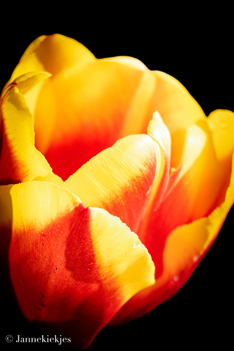 Tulp