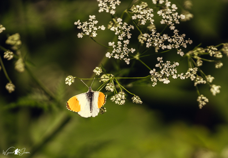 orange tip butterfly