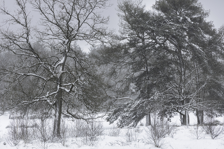 Bomen in de kou